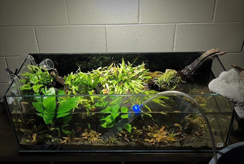 How to keep your freshwater aquarium clean