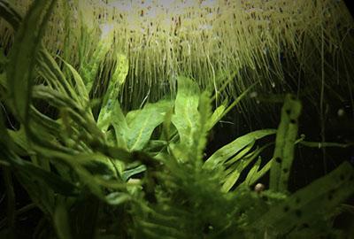 13 Easiest Aquarium Plants for Beginners