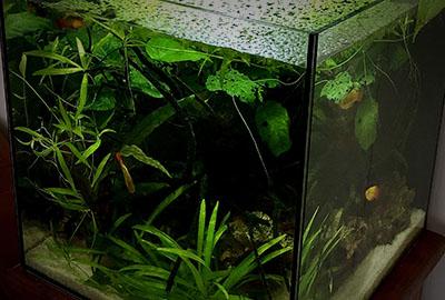 How to prevent algae in a freshwater aquarium