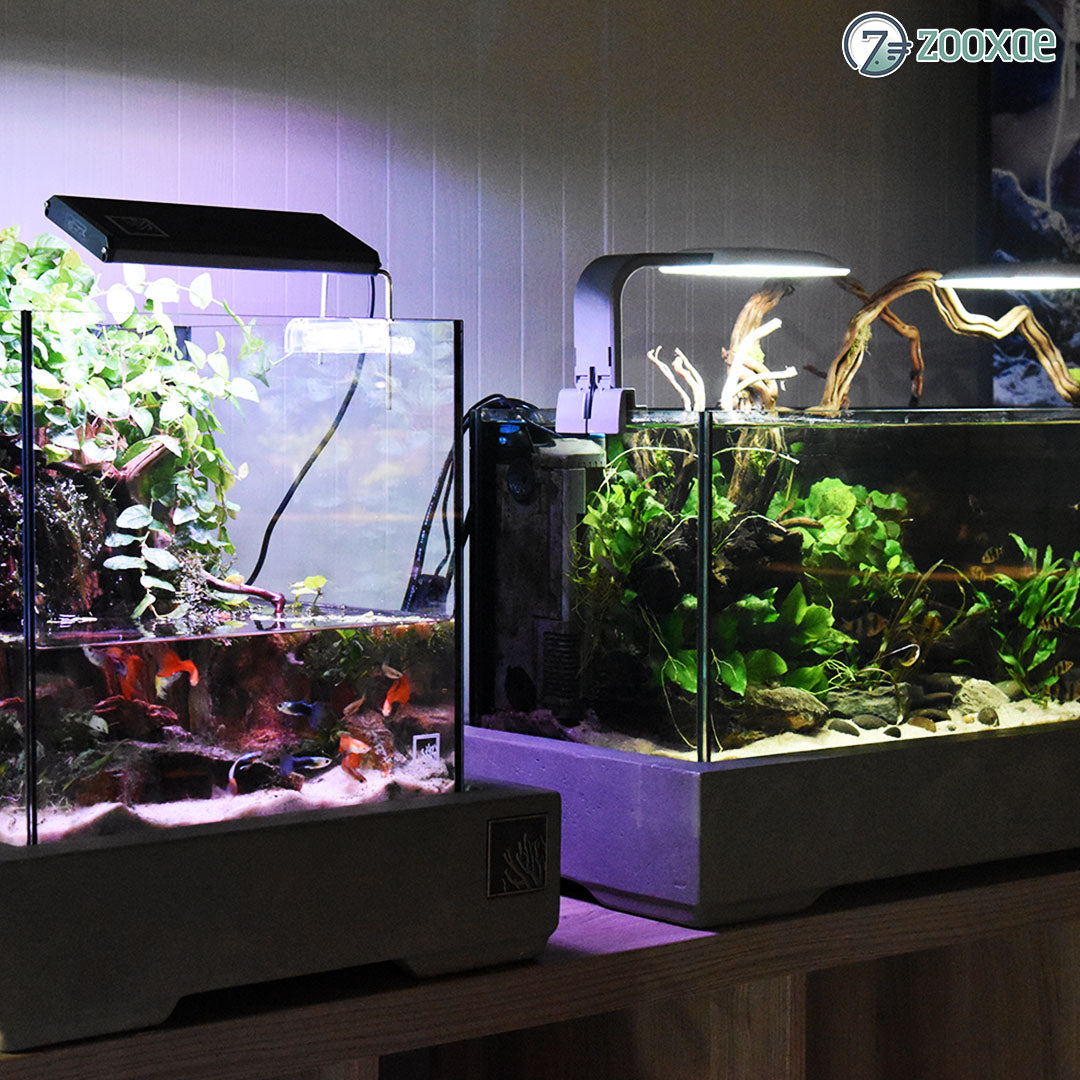 Benefits of having a home aquarium