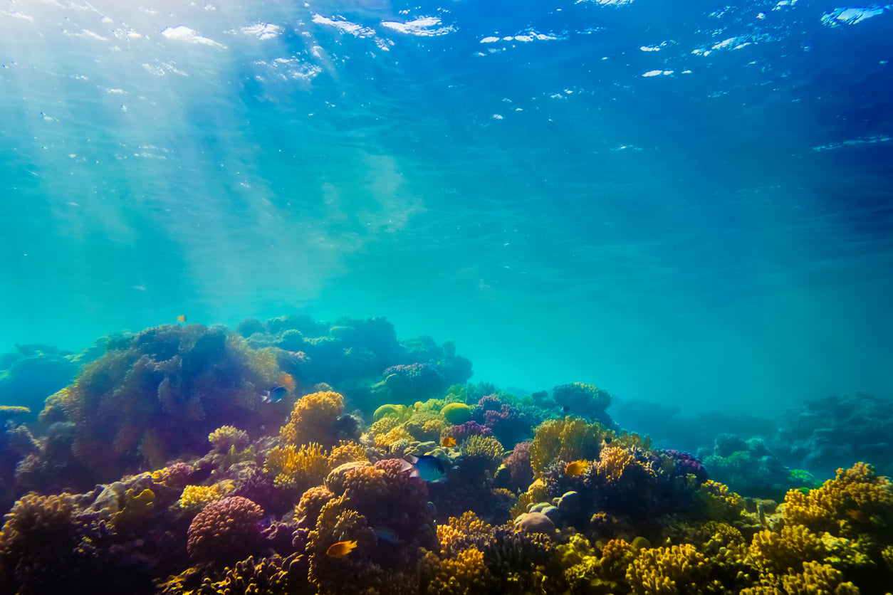 Live Corals for Aquariums