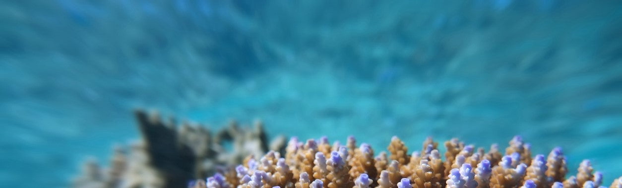 Coral Frags for Aquariums