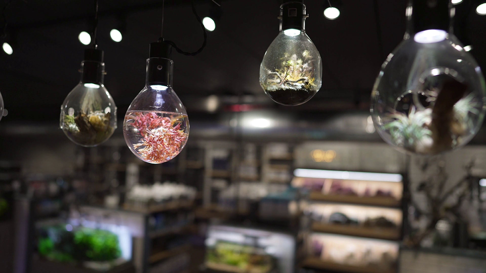 Plants displayed in terrariums