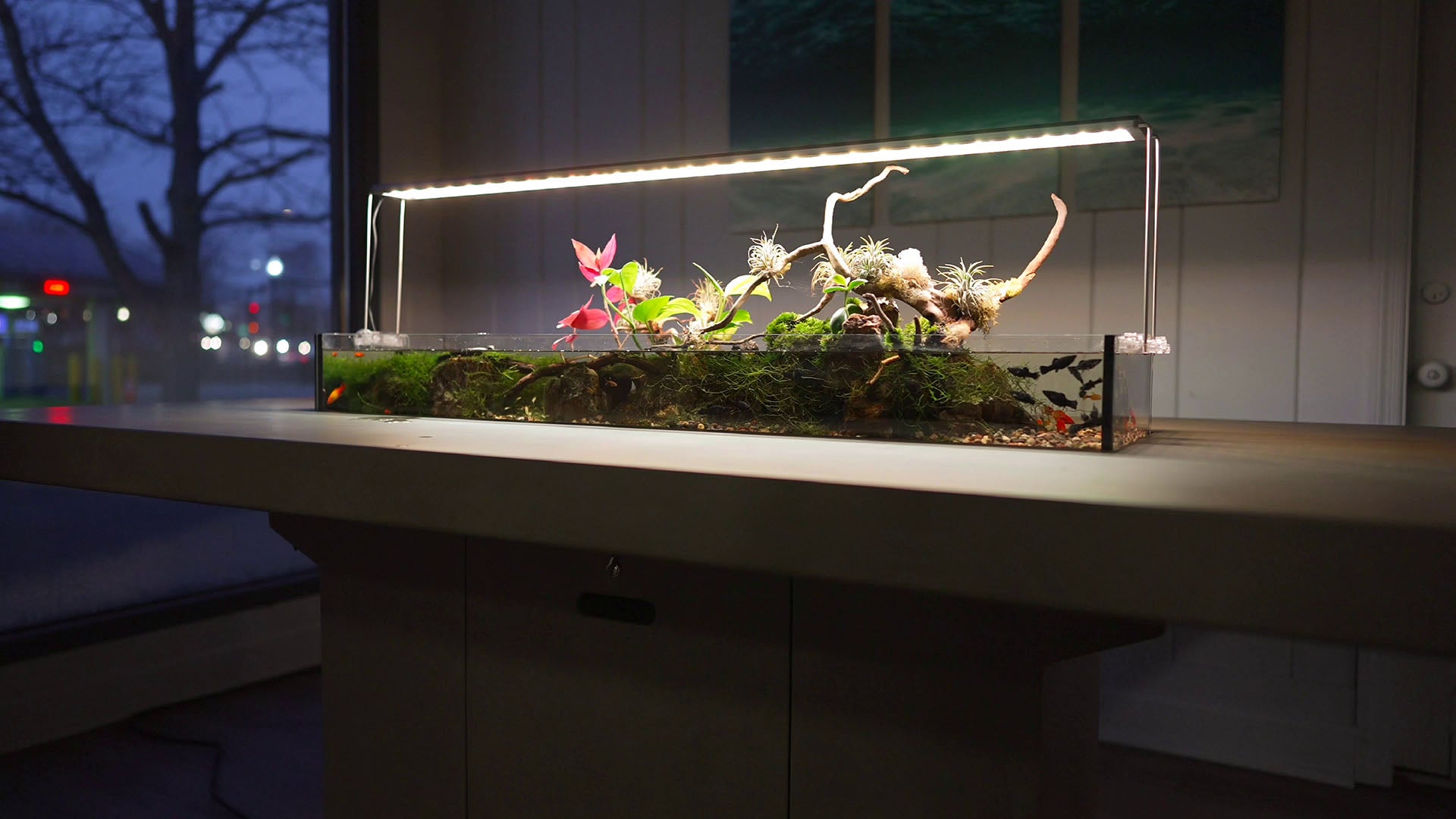 Live plants decorated in a small fish tank under LED lights