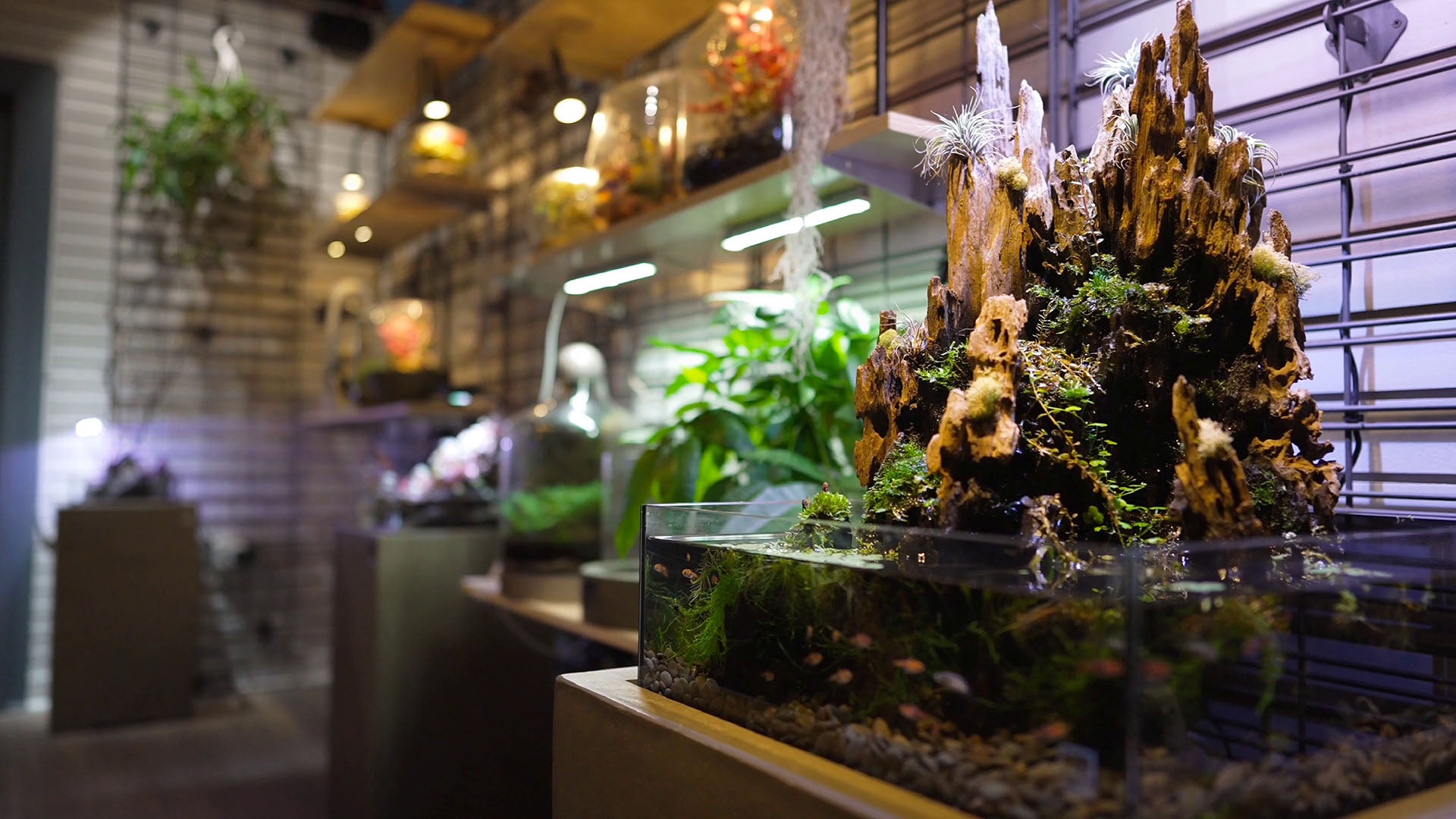 Beautiful fish tank with live plants and wood