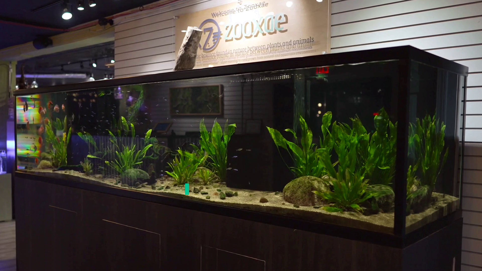 Shop Reef Tanks & Live Corals for Sale | Zooxae