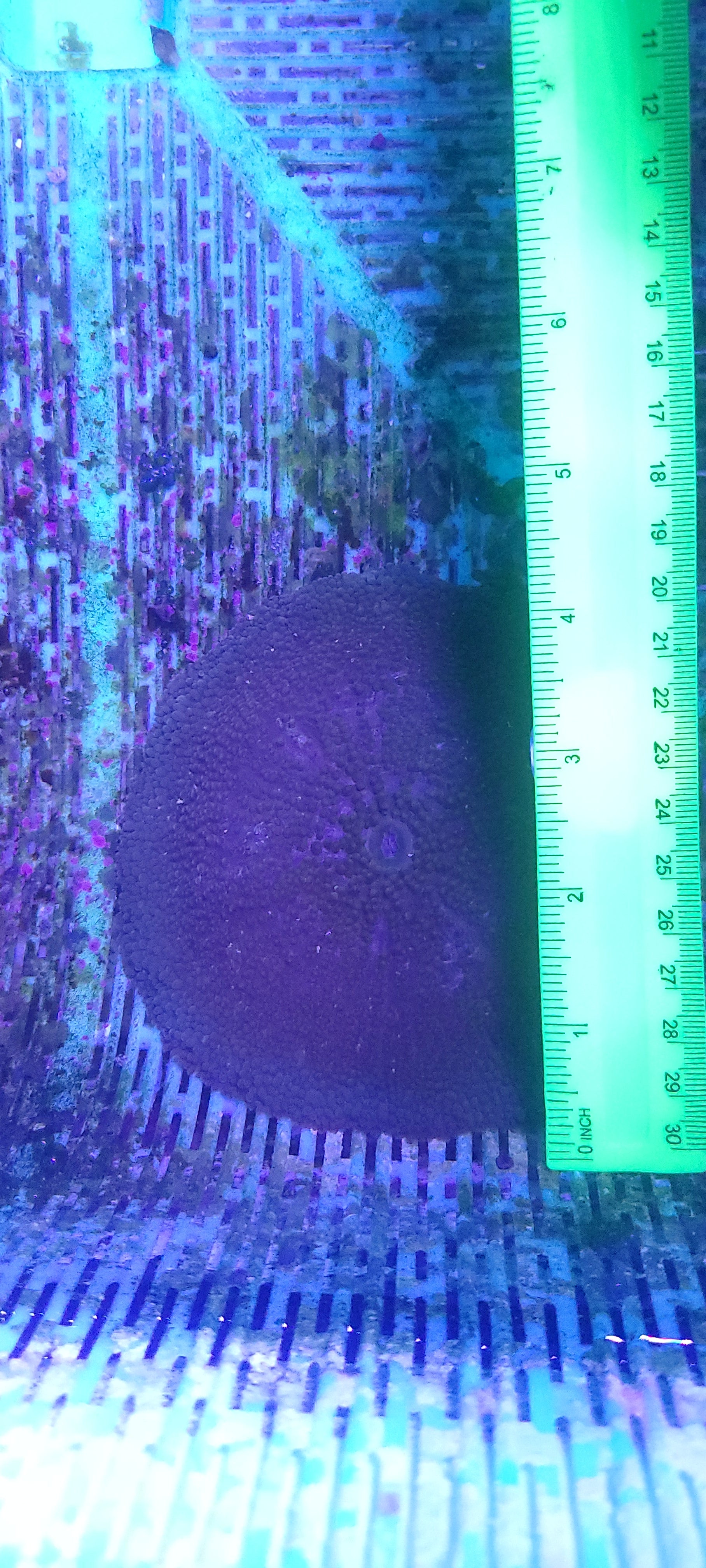 WYSIWYG Vietnam Ultra Carpet Anemone