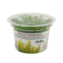 Load image into Gallery viewer, Rotala Sp. &quot;Nanjenshan&quot; Tissue Culture Cup