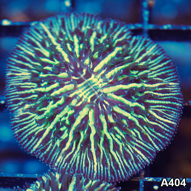 Item#A404LW9404(S) WYSIWYG Aussie Ultra Dome Fungia