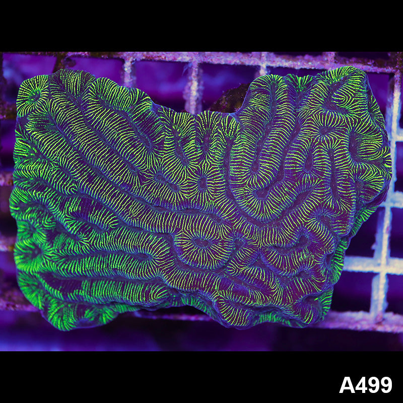 Item#A499LP9499(M) WYSIWYG Aussie Ultra Maze Brain