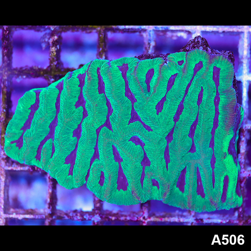 Item#A506LP9506(S) WYSIWYG Aussie Ultra Maze Brain