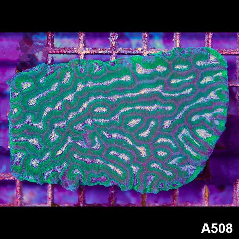 Item#A508LP9508(M) WYSIWYG Aussie Ultra Maze Brain