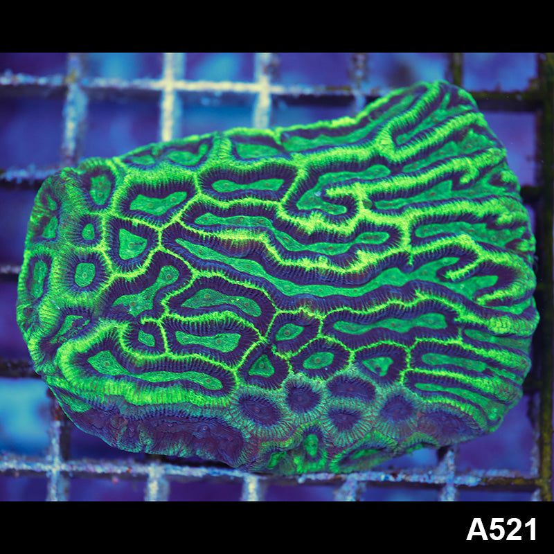 Item#A521LP9521(S) WYSIWYG Aussie Ultra Maze Brain