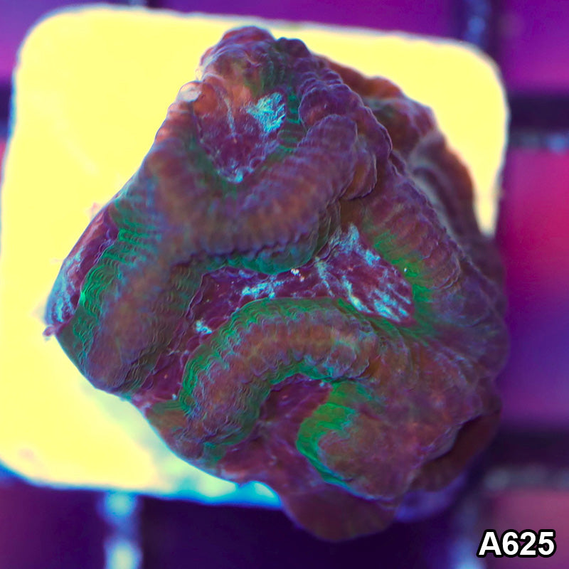 Item#A625LP9625(F) WYSIWYG Aussie Maze Brain Frag