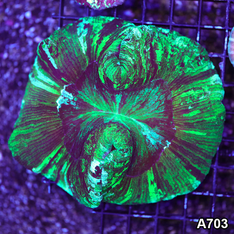 Item#A703RW1703(M) WYSIWYG Indo Ultra Green Wellsophyllia