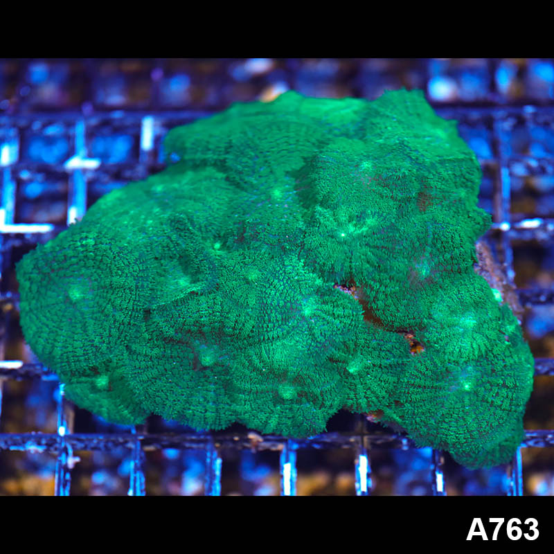 Item#A763LW1763(M) WYSIWYG Indo Rhodactis Mushroom Coral