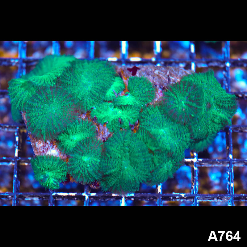 Item#A764LW1764(M) WYSIWYG Indo Rhodactis Mushroom Coral