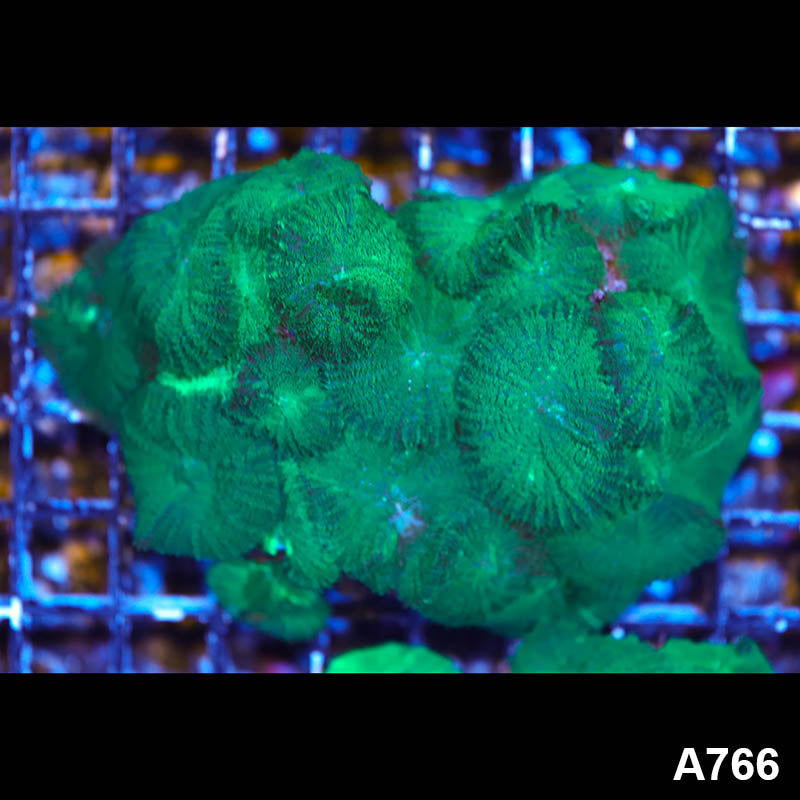 Item#A766LW1766(M) WYSIWYG Indo Rhodactis Mushroom Coral