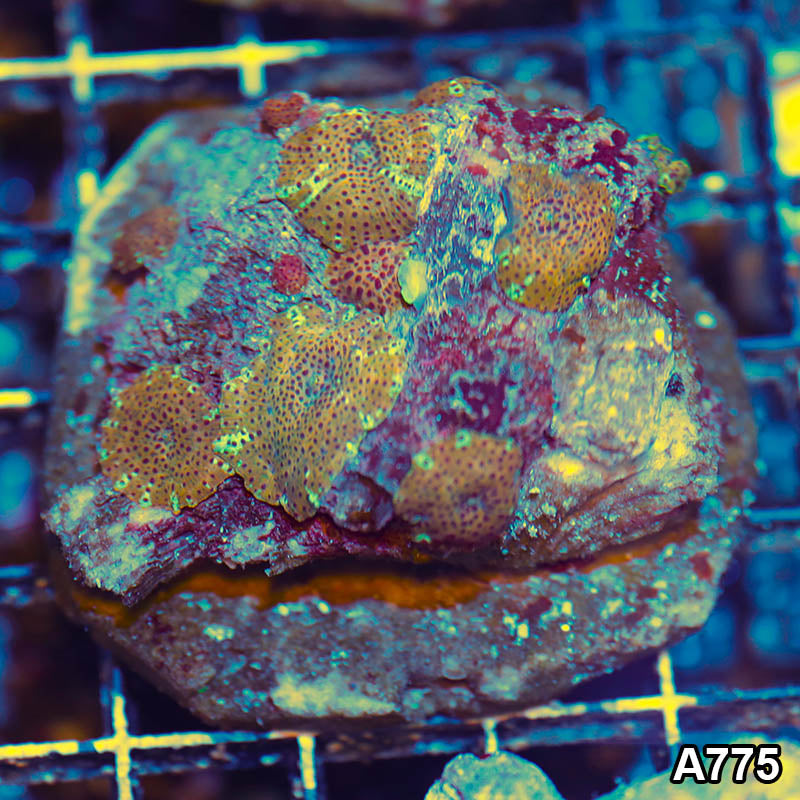Item#A775LW1775(M) WYSIWYG Indo Ultra Gold Discosoma Mushroom Colony