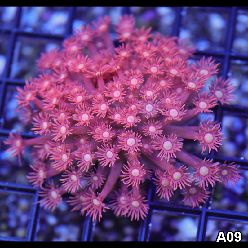 Item#A09RW9009(S) WYSIWYG Aussie Ultra Pink Goniopora
