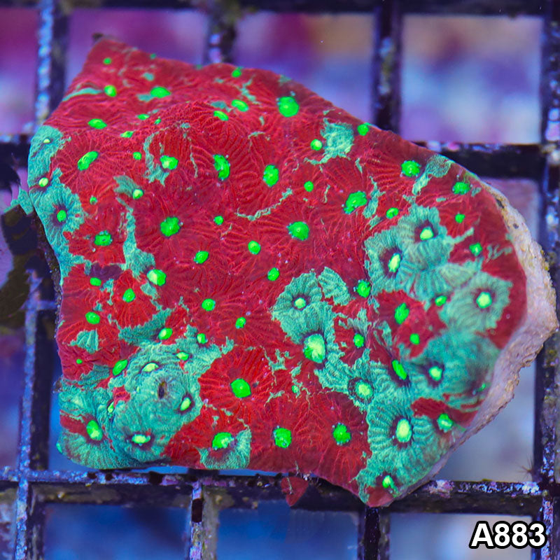 Item#A883LP1883(S) WYSIWYG Aussie Ultra War Coral Favites Frag