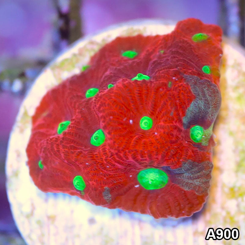 Item#A900LP1900(F) WYSIWYG Aussie Ultra War Coral Favites Frag