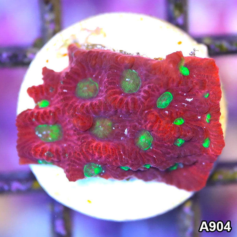 Item#A904LP1904(F) WYSIWYG Aussie Ultra War Coral Favites Frag