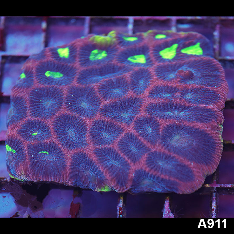 Item#A911LP1911(S) WYSIWYG Aussie Ultra Unique Prism Favia Colony