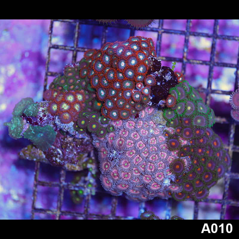 Item#A010IN2010(L) WYSIWYG Indo Ultra Zoanthid Combo