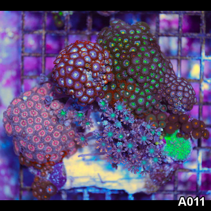 Item#A011IN2011(L) WYSIWYG Indo Ultra Zoanthid Combo