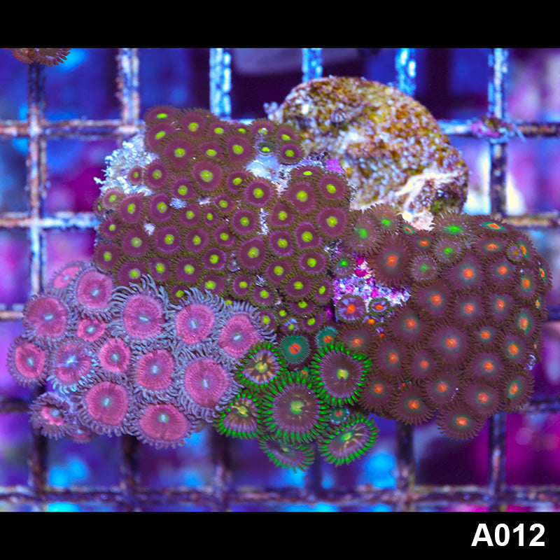 Item#A012IN2012(M) WYSIWYG Indo Ultra Zoanthid Combo
