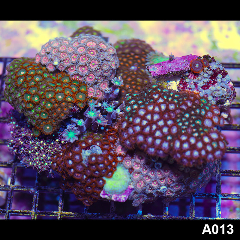Item#A013IN2013(L) WYSIWYG Indo Ultra Zoanthid Mini Reef Combo