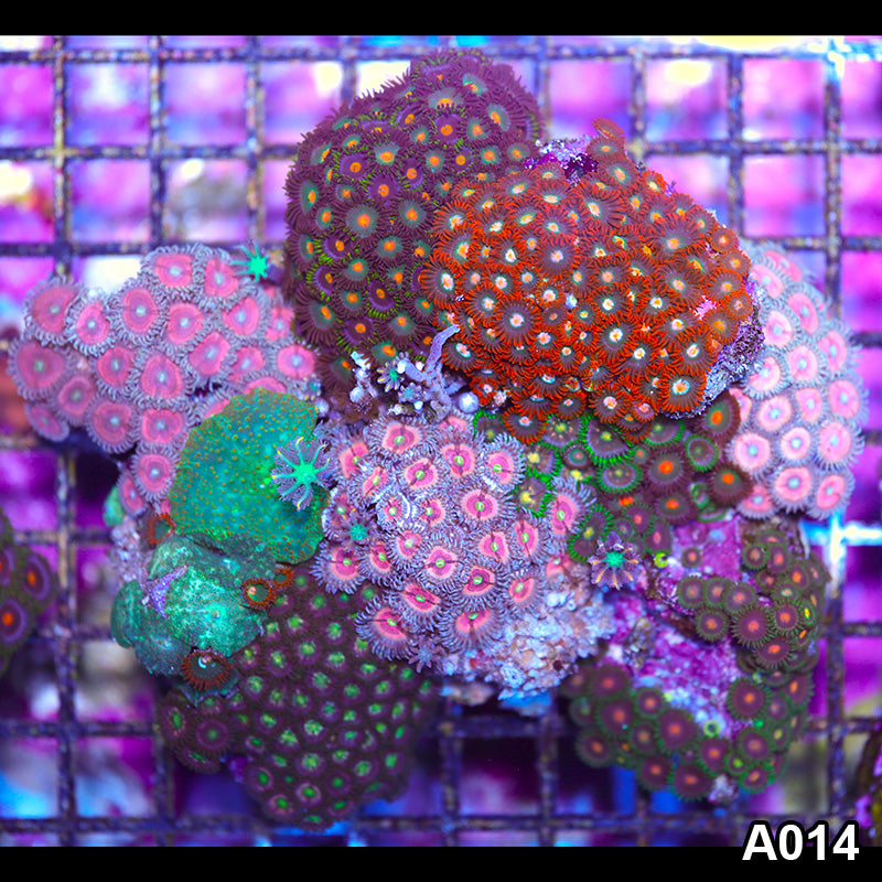Item#A014IN2014(L) WYSIWYG Indo Ultra Zoanthid Mini Reef Combo