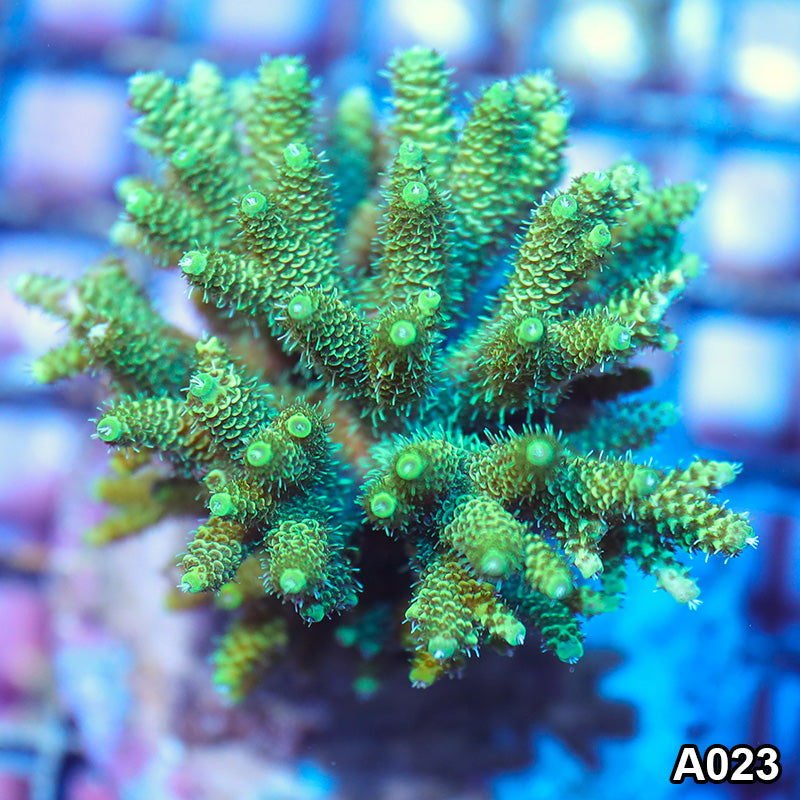 Item#A023IN2023(M) WYSIWYG Indo Premium Reef Raft Maricultured Acropora