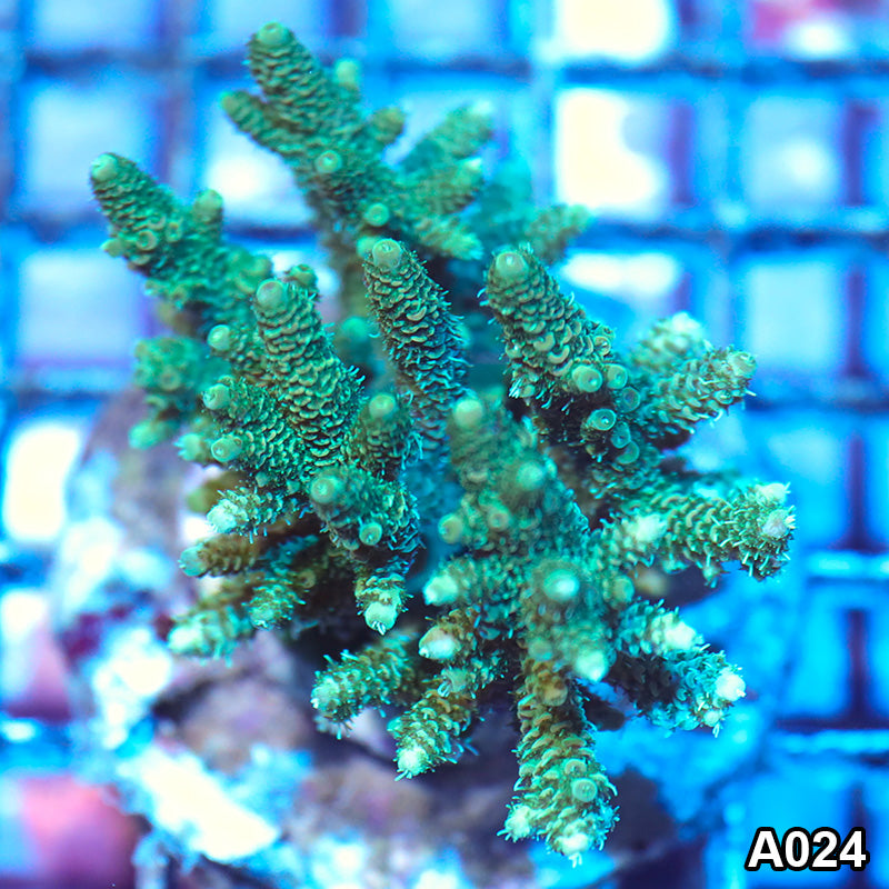 Item#A024IN2024(M) WYSIWYG Indo Premium Reef Raft Maricultured Acropora