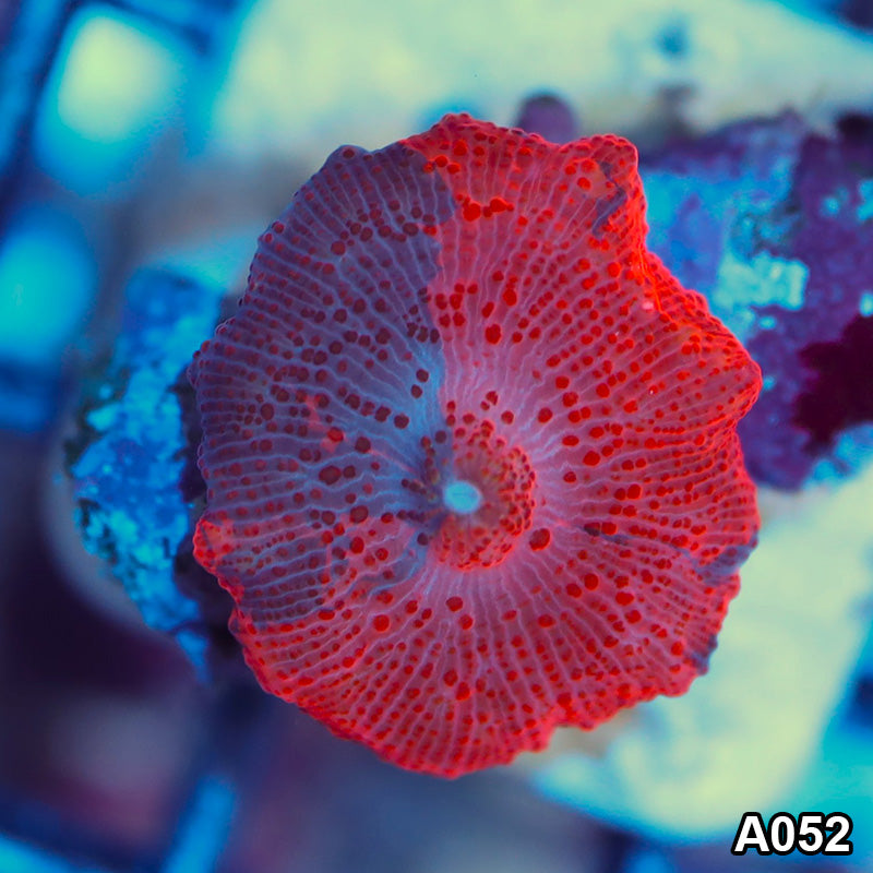 Item#A052IN2052(S) WYSIWYG Australian Ultra Unique Dead Pool Jawbreaker Mushroom