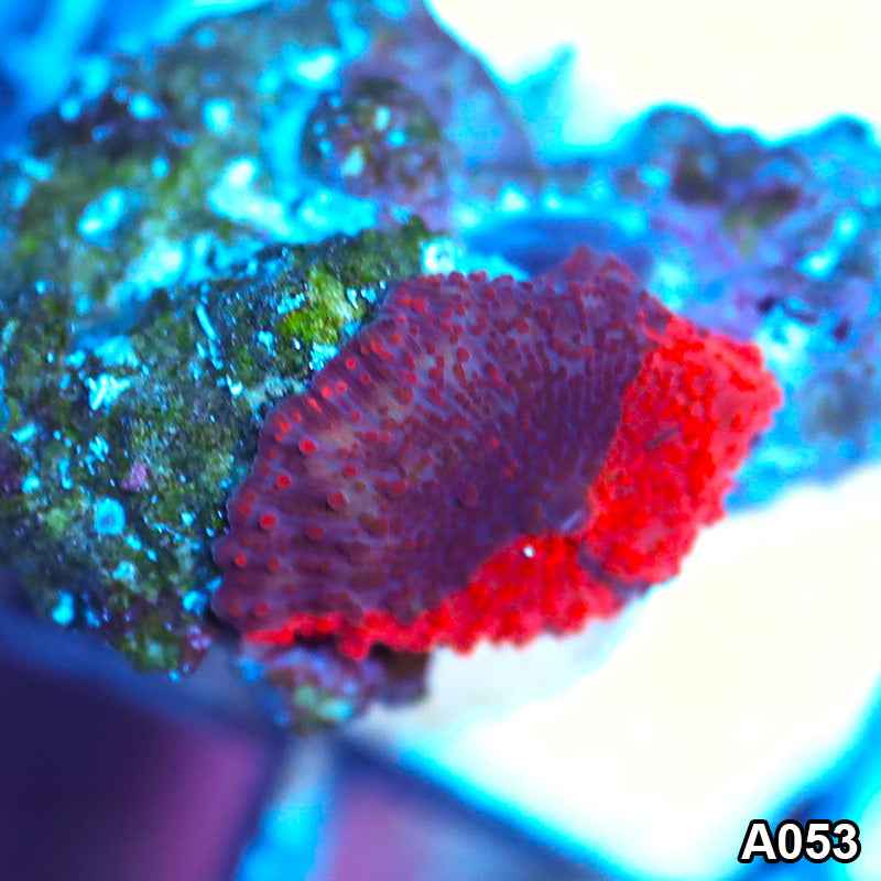 Item#A053IN2053(S) WYSIWYG Australian Ultra Unique Dead Pool Jawbreaker Mushroom