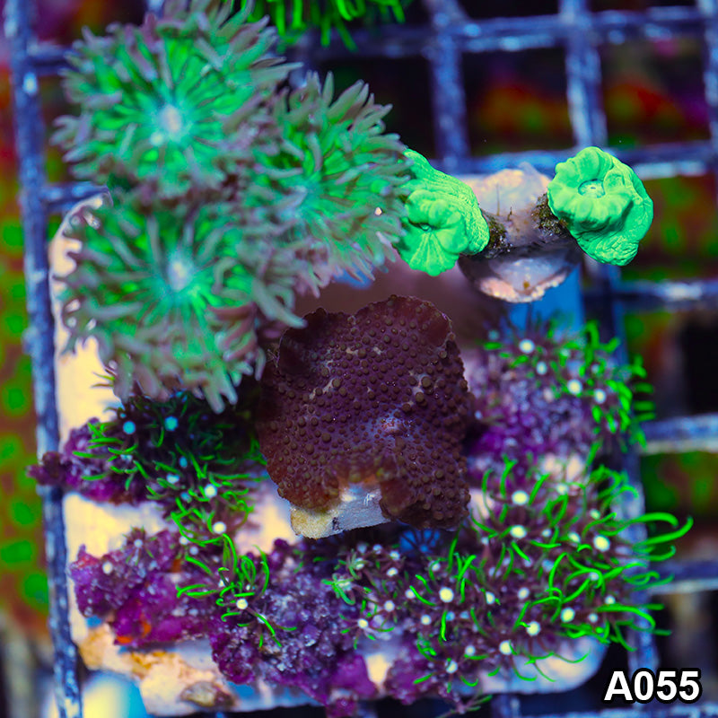 Item#A055IN2055(S) WYSIWYG Cultured Cultured Frag Combo