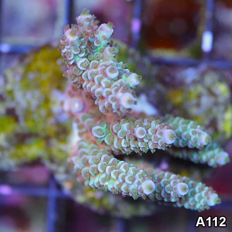 Item#A112SP2112(S) WYSIWYG Indo Premium Reef Raft Maricultured Acropora