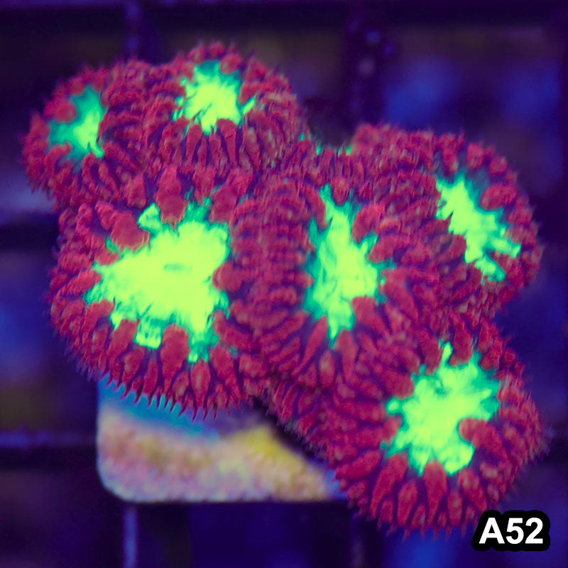 Item#A52RW1052(S) Hand Selected Aussie Ultra Red Blastomussa Frag