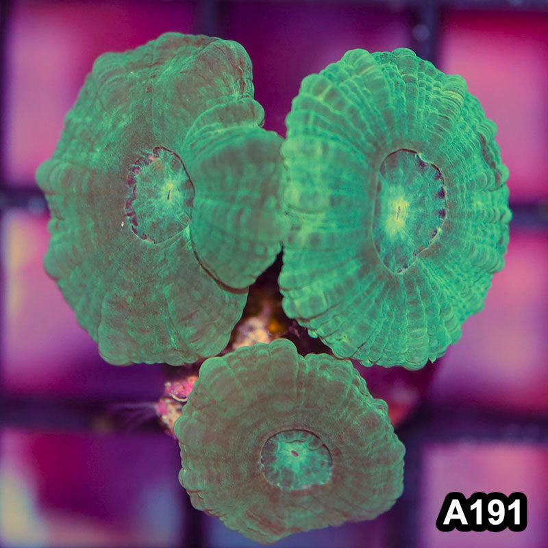 Item#A191IN0191(S) Hand Selected Aussie Candy Cane Frag
