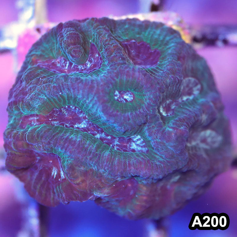Item#A200LP2200(F) WYSIWYG Australian Ultra Maze Brain Frag