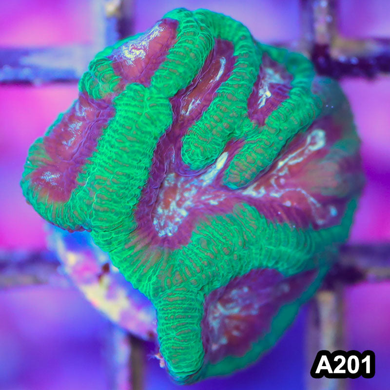 Item#A201LP2201(F) WYSIWYG Australian Ultra Maze Brain Frag