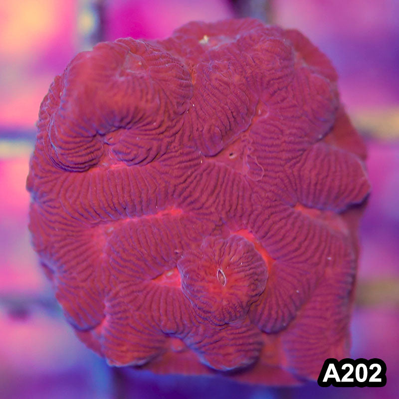 Item#A202LP2202(F) WYSIWYG Australian Ultra Maze Brain Frag