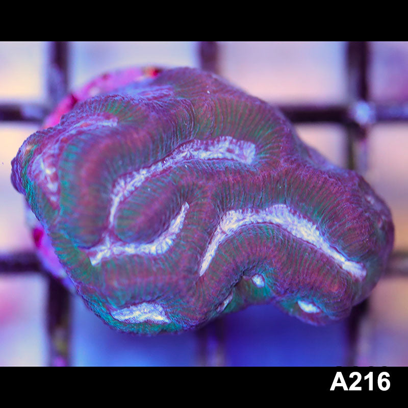 Item#A216LP2216(F) WYSIWYG Australian Ultra Maze Brain Frag