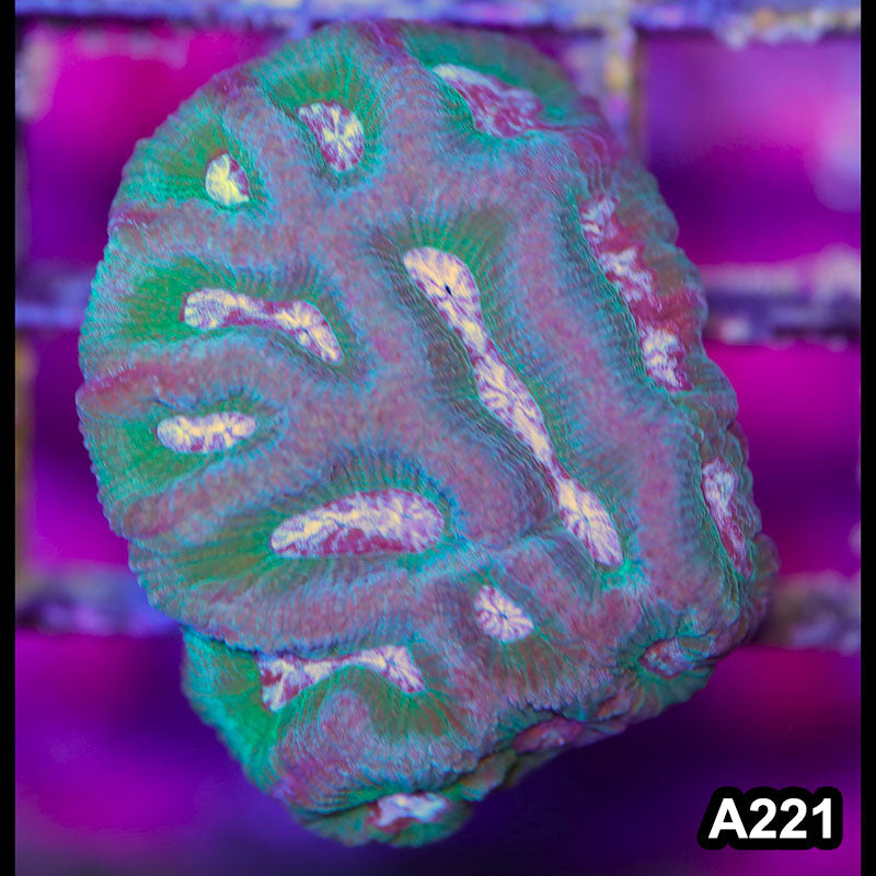 Item#A221LP2221(F) WYSIWYG Australian Ultra Oulophyllia Frag
