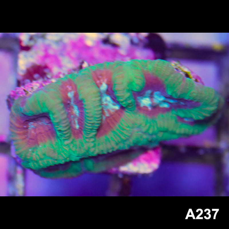 Item#A237LP2237(F) WYSIWYG Australian Ultra Maze Brain Frag