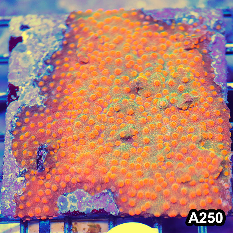 Item#A250LP2250(M) WYSIWYG Cultured Blood Orange Cyphastrea Colony