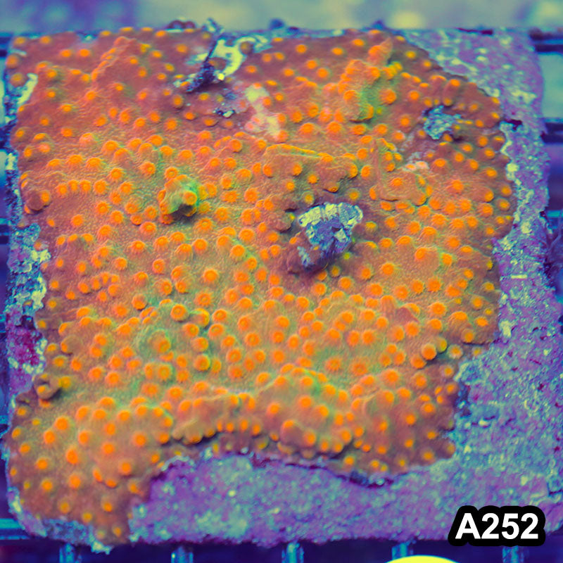 Item#A252LP2252(M) WYSIWYG Cultured Blood Orange Cyphastrea Colony
