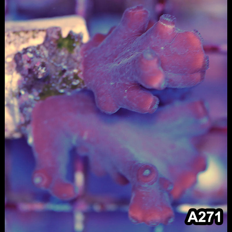 Item#A271LP2271(S) WYSIWYG Australian Turbinaria Heronensis Large Frag